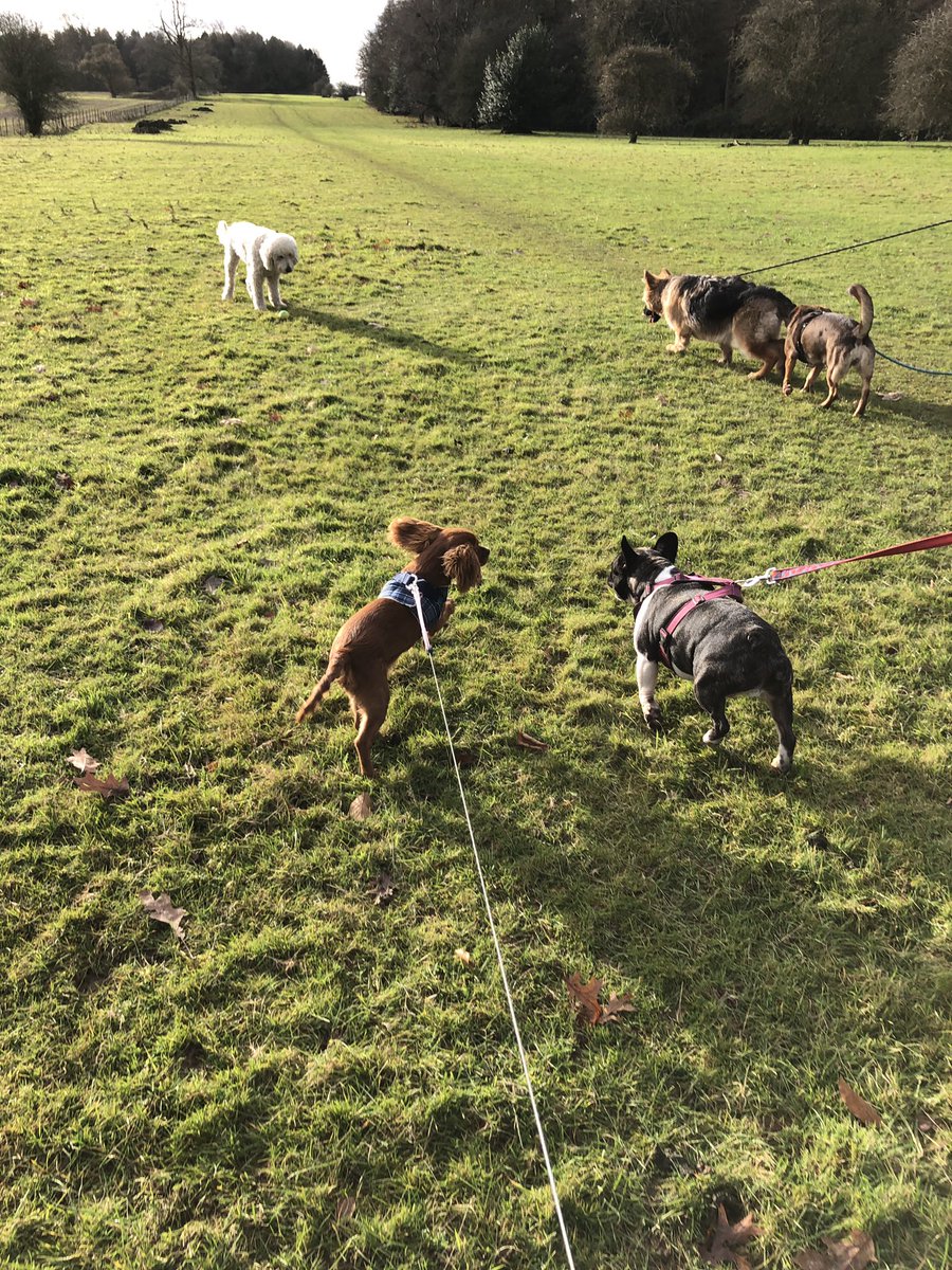 EdenWellDog's tweet photo. Such a busy fun filled week of doggie daycare only just catching up with photo updates now! These are from Mondays daycare with Islay, Blaze, Ruby, Missy &amp; Rene 🐶 #labradoodle #frenchbulldog #cavalierkingcharlesspaniel #germanshepherd #dachshund #doggydaycare https://t.co/97cnQYXQxB