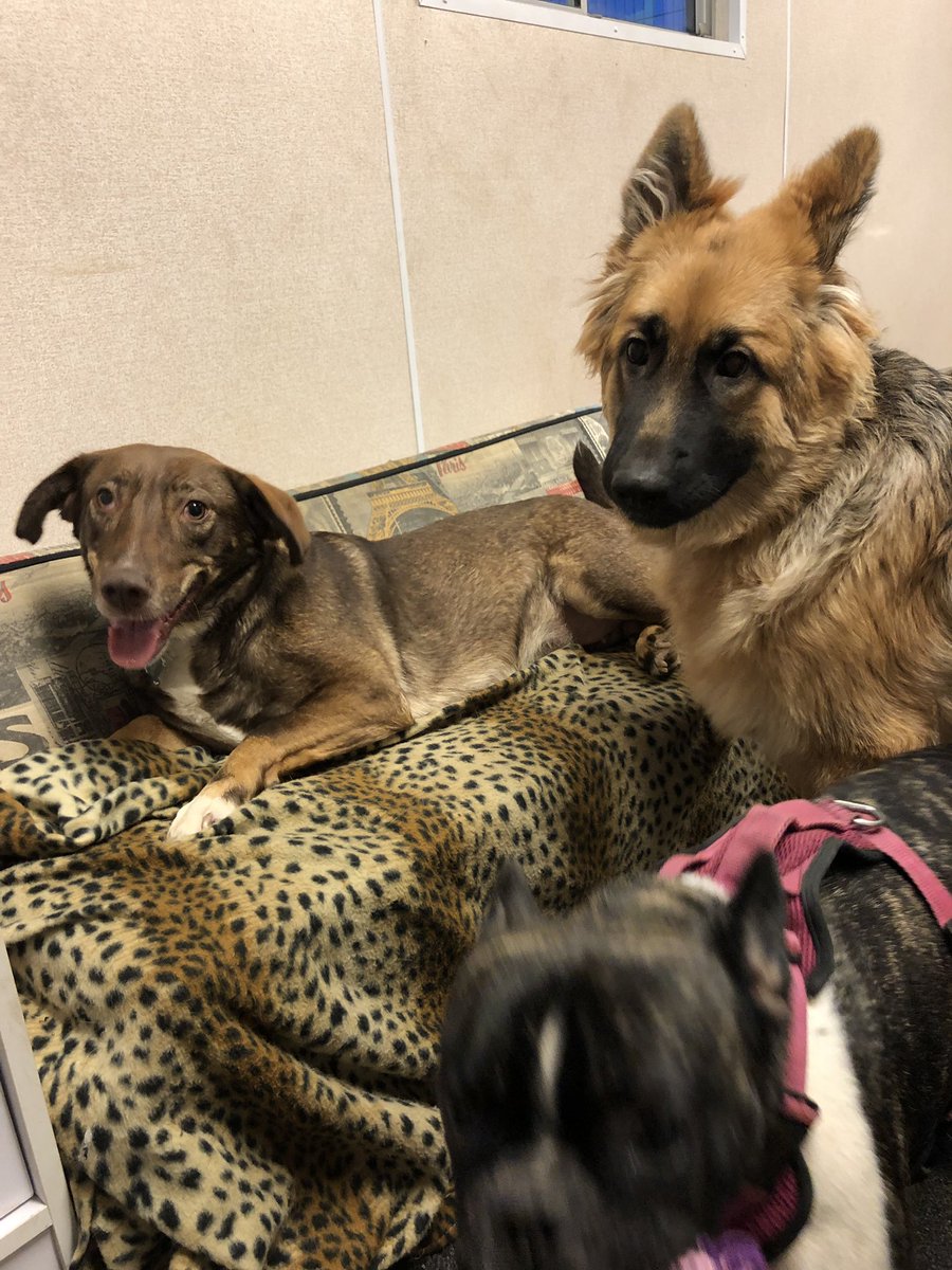 EdenWellDog's tweet photo. Such a busy fun filled week of doggie daycare only just catching up with photo updates now! These are from Mondays daycare with Islay, Blaze, Ruby, Missy &amp; Rene 🐶 #labradoodle #frenchbulldog #cavalierkingcharlesspaniel #germanshepherd #dachshund #doggydaycare https://t.co/97cnQYXQxB