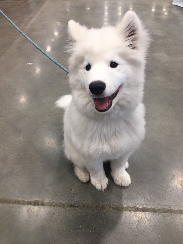 The Dogs of Lowes tweet media