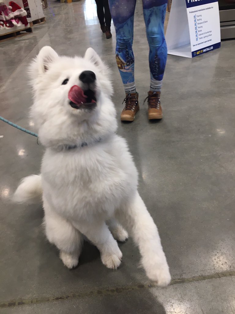 The Dogs of Lowes tweet media