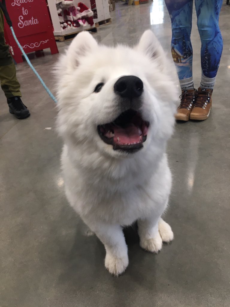 The Dogs of Lowes tweet media
