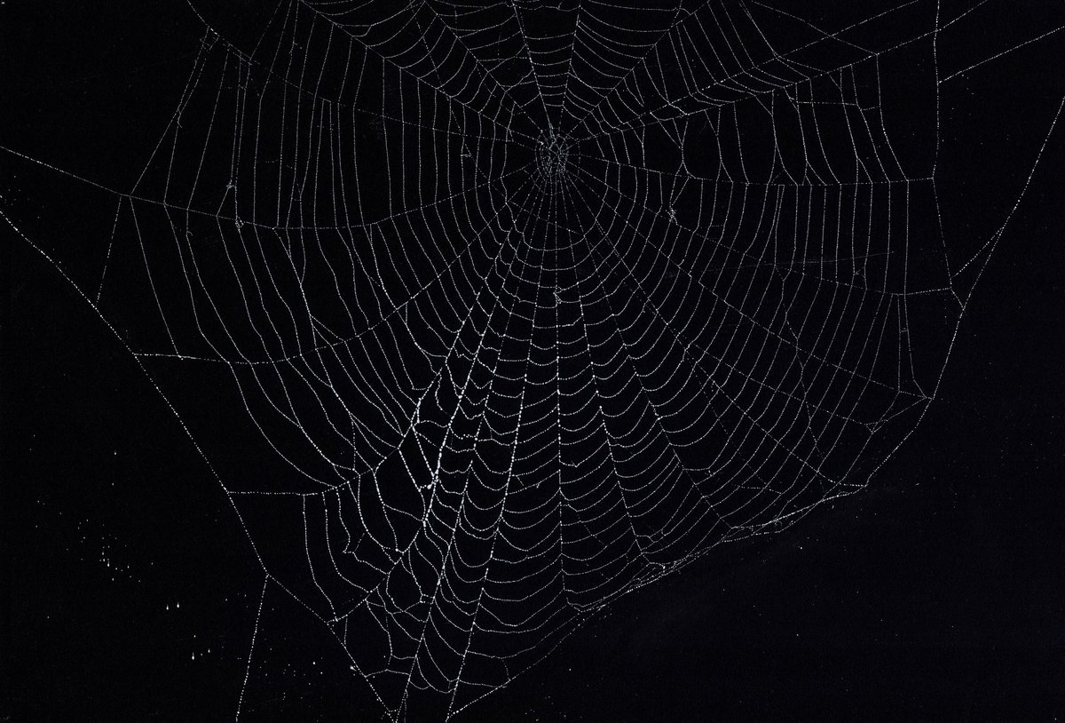 Another #spiderweb print 🕸🕸🕸 #cobwebs #experimentalprintmaking #experimentalprint #contemporaryprint #contemporaryprintmaking #contemporaryart #arachnophobia #entanglement #spider #printlife #natureart #artfromnature