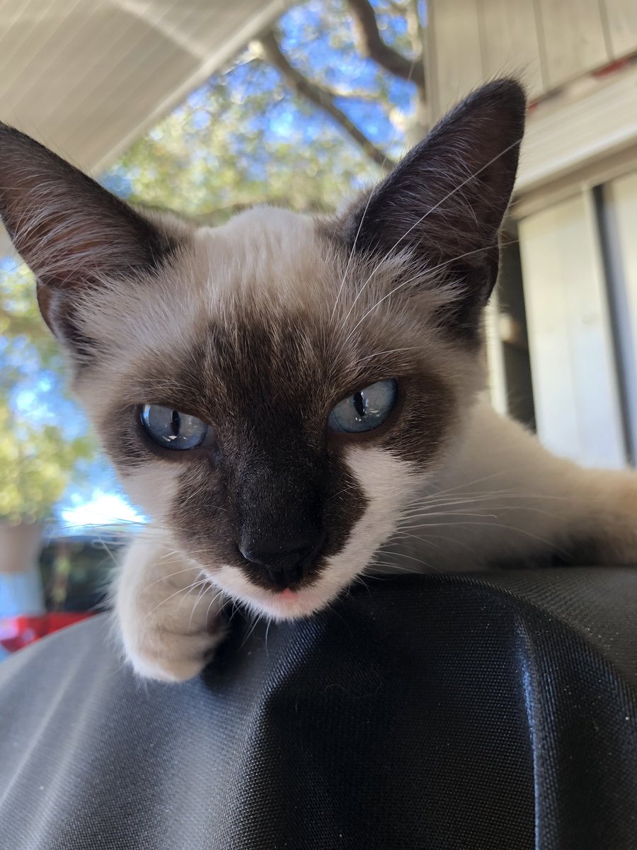 skylarrowee's tweet photo. Twitta do yo thing. This handsome man needs a home! Please help me find one! https://t.co/Ko3fiiyuDr