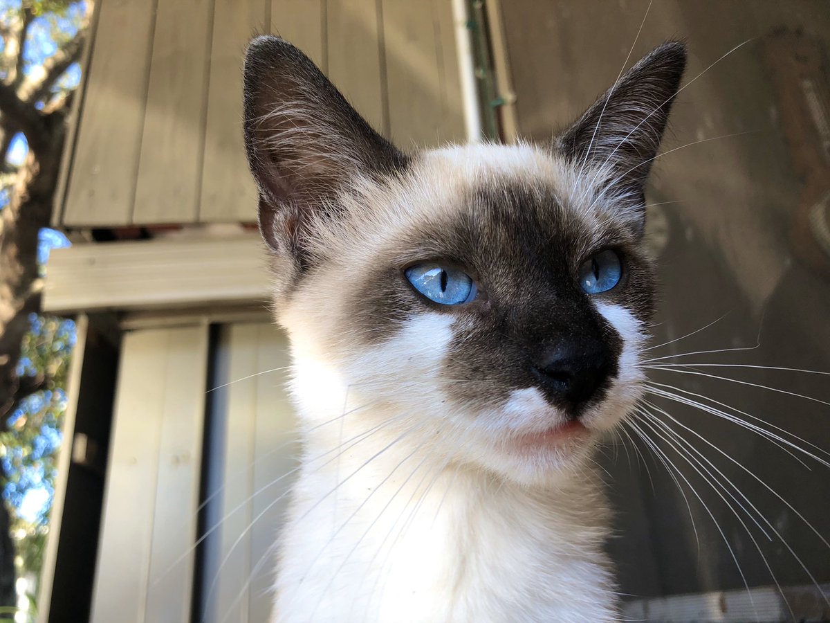 skylarrowee's tweet photo. Twitta do yo thing. This handsome man needs a home! Please help me find one! https://t.co/Ko3fiiyuDr