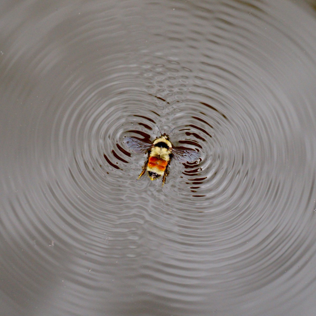 TheWave's tweet image. Did you know bees can surf? They have great taste! ow.ly/ekGA30pYAdf #surfscience #wondersofnature