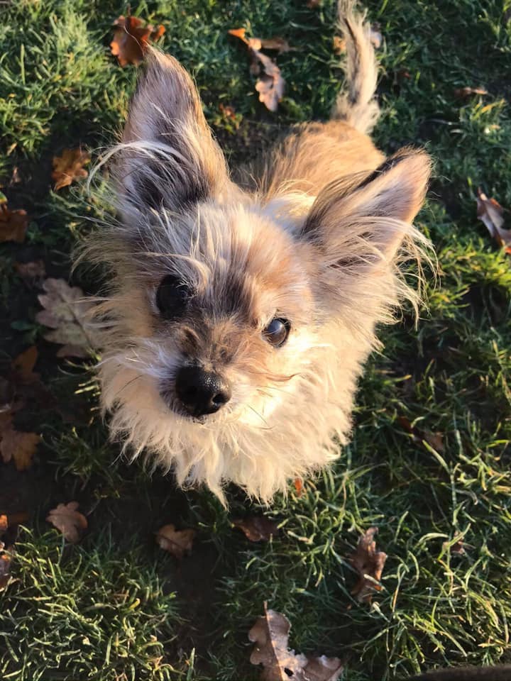 gelert01's tweet photo. 🔴CODE RED🔴URGENT 16YR DOG MISSING Blind &amp; Deaf🔴

#BOYZI Male Yorkshire Terrier X 15/12/2019 

#Priory #Fields #Bicknacre

🐦Plis RT to help find #BOYZI🐦 https://t.co/Ka4X8Ne49y