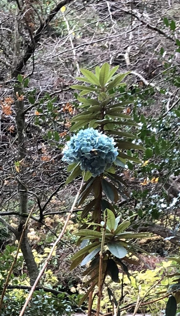 rachelwillis555's tweet photo. Interesting day Dunster Castle &amp; Gardens lots of greenery really uplifting #gardening #lemonhouse  #mentalhealth #subtropical https://t.co/3WRqpQMis1