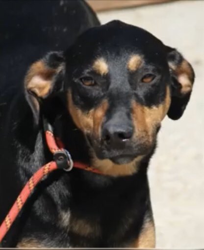 RSDR's tweet photo. RSDR ADVENT DOGS: DAY 15
Poppy is our next beautiful #adventdog looking for a forever home. She was abandoned in 2017. Poppy loves her cuddles and is looking for kind and patient adopters. If you would like to adopt her, please visit https://t.co/UGx49bUoAH #adoptdontshop #dogs https://t.co/bKUxlpFDkp