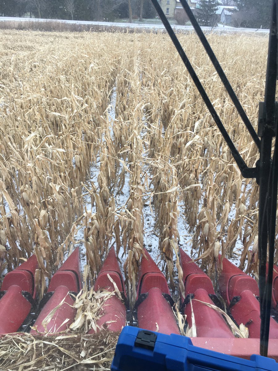 TheWholePig's tweet photo. #corn #harvest2019 complete, Garlic #planting2019...still working on it.  This is where optimism comes in.   Even though we are late as the dickens for harvesting &amp; planting the winterish night allowed for some nice photo ops with the corn combine. @OntarioFarms @AgMoreThanEver https://t.co/3LvfDXUhCQ