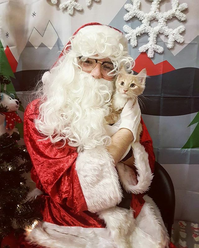 Did your pet miss meeting Santa this weekend? You're in luck! Stop by <a href="/PetSmart/">PetSmart</a> on Stavanger on Dec 21&amp;22 from 12pm-4pm for their FREE pictures! P.S. Spike is one of a litter of kittens waiting in store to be adopted through the @spcastjohns 😻 
#pets… ift.tt/2YQKri9