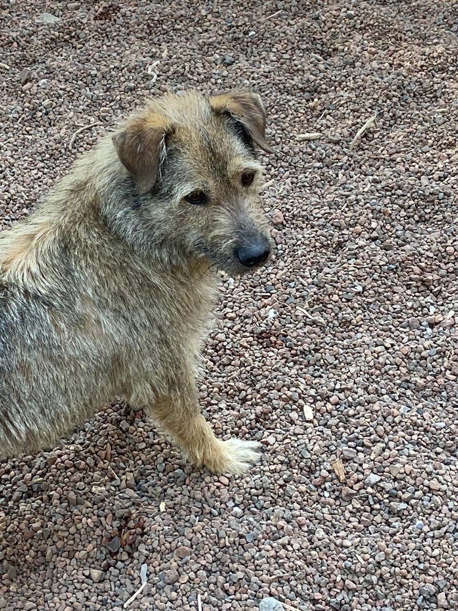 LunaAdopta's tweet photo. No está resguardado, pero está con unas personas espéranos aparezca el dueño, castrado 

Se busca a sus dueños 

Rt please @VertizNarvarte @VertizNarvarte @PrrosPerdidosMX @MascotasSismo @rebecadealba https://t.co/enoi0MLvUL