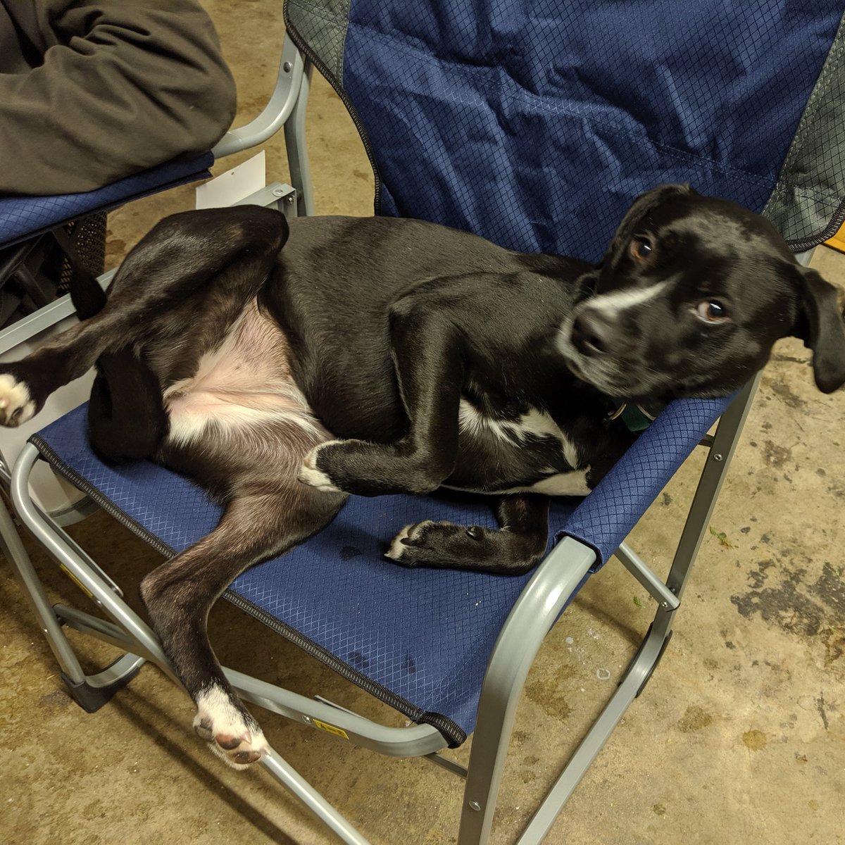 msinnovations's tweet photo. Jesse has her party chair
.
.
.
.
.
#merchantserviceinnovations #partychair #party #partying #dog #dogchair #foldingchair #dogs #dogsarefamily #dogsofinstagram #dogslife #dogsoftheday #jesse https://t.co/888xxLbUST