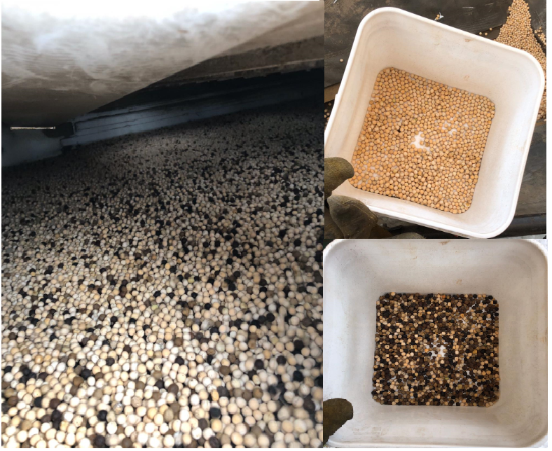 KnightSeeds's tweet image. Our mobile colour sorter caught this customer's peas just in time.  Most commonly used for removing ergot from rye or feed barley, and wild oats from seed oats.  Cleans up to 700 bu/hr depending on contamination. If interested, contact for more details. #AgTwitter #harvest19