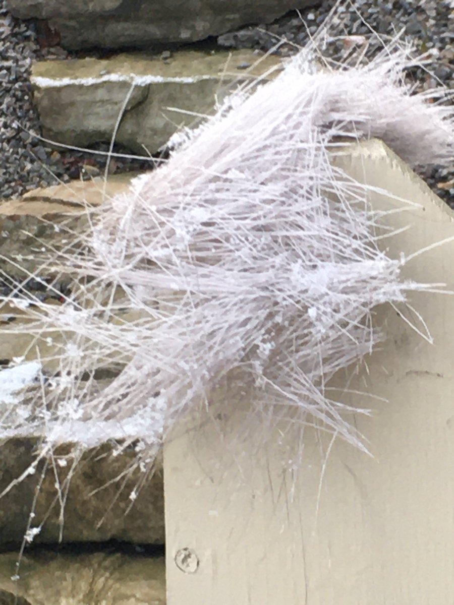 I think that noise last night might have been a Deer in the backyard? #kelownadeer #deer