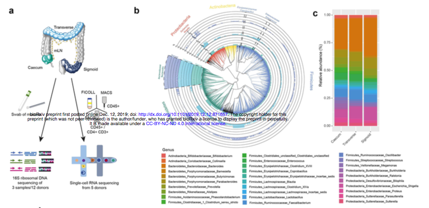 mmw_lmw's tweet photo. Distinct Microbial and #ImmuneNiches of the #HumanColon | Sarah Teichmann @sangerinstitute @biorxivpreprint https://t.co/c7bGkkZRA0 https://t.co/sCIVFjVGCr
