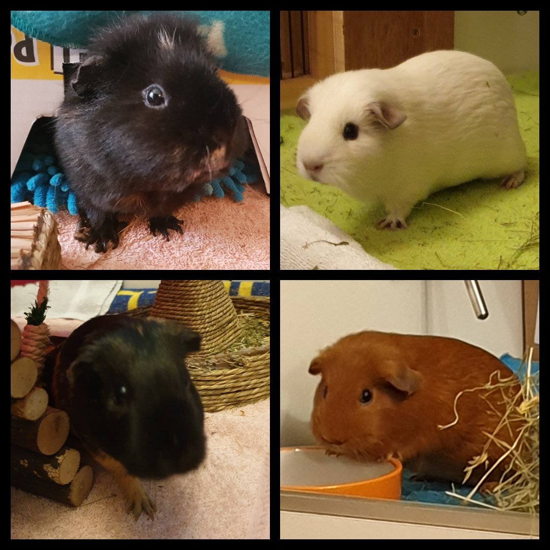 dorismcs's tweet photo. Hi @GuineaDad! We're Zippy, Yogurt, Waffle &amp; Dumpling. We have swanky digs made by PigDad that PigMum cleans every day. She uses disposable pads under fleece, which we've told her is very bad for the environment! Do you do your fancy pig &amp; planet friendly liners in custom sizes?x https://t.co/dK1r0uRCAV