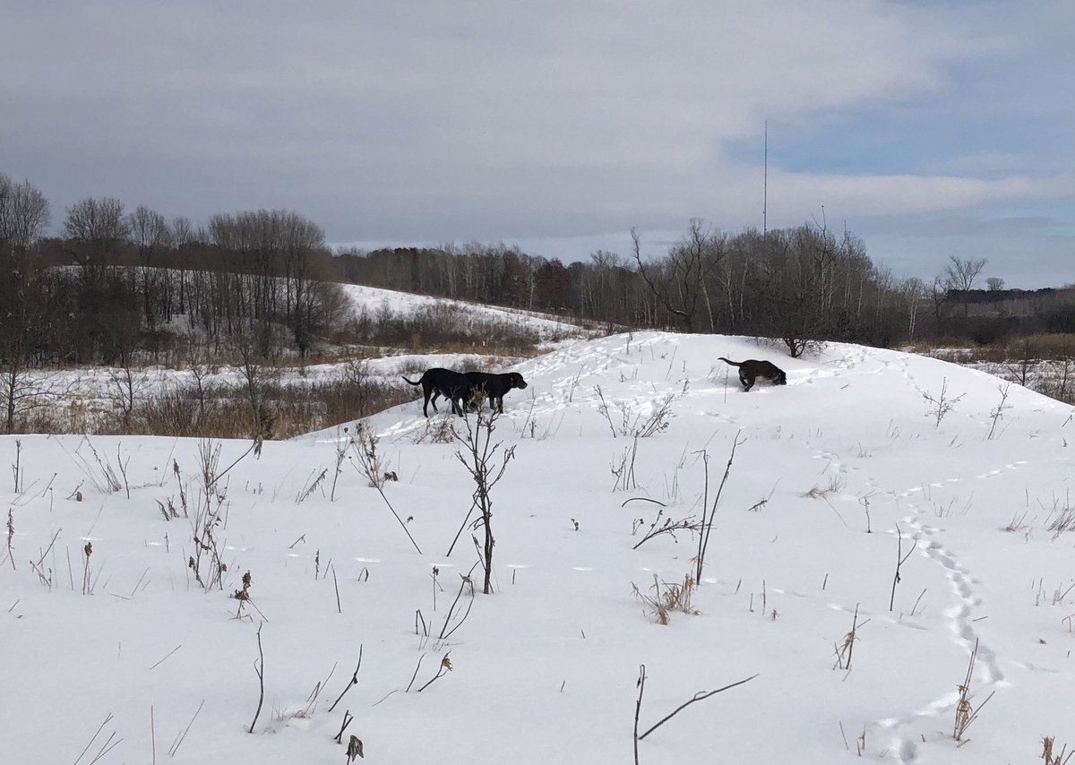 chuckisenmann's tweet photo. @BobStPierre @pheasants4ever We tried, but nothing to see here! Still a great day for a walk! https://t.co/bTdke7pGn0