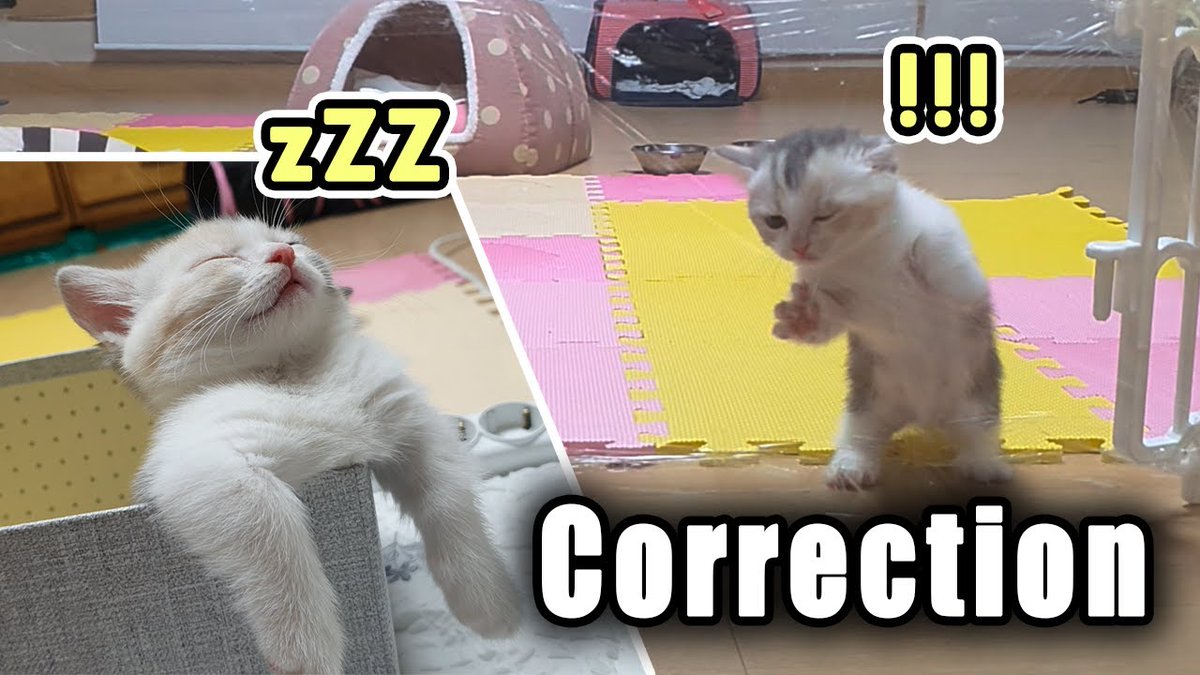 MeowMoeDotCom's tweet photo. When My Kitten Do Something Cute!! ...
#Cats #Cat #Kittens #Kitten #Kitty #Pets #Pet #Meow #Moe #CuteCats #CuteCat #CuteKittens #CuteKitten #MeowMoe
#CatChallenge #Coni #Conifam #Conitv #CuteCatsVideos #CuteKittensVideos
https://t.co/HScsI0FrGb
. https://t.co/fa7uTXChee