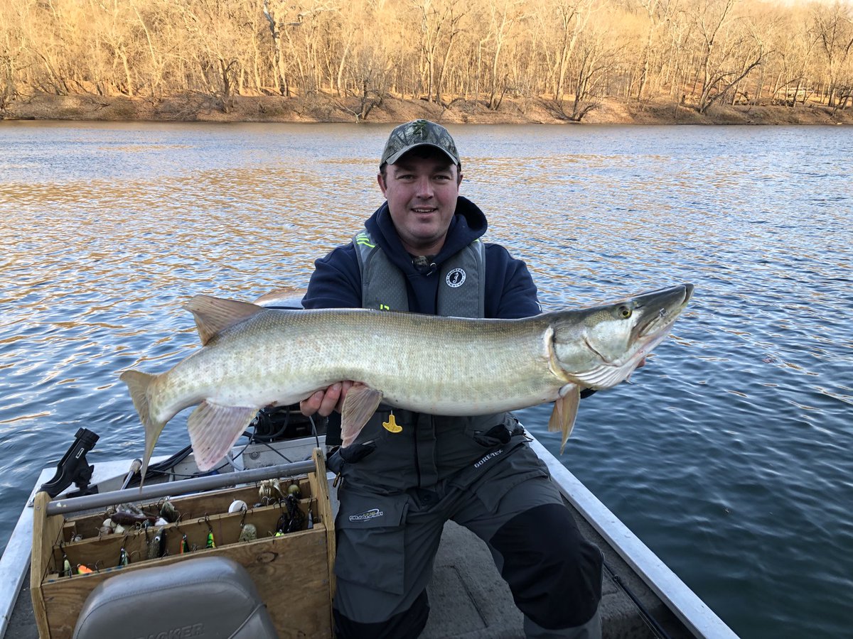 SouthernSkyOD's tweet photo. Nice Potomac River #musky hit the net today. #Stormlures got it done on a cold December morning. #stcroixrods #tranx #fishing #muskie https://t.co/3u5029nahP