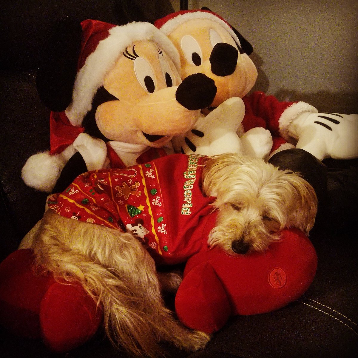 WaltyDis's tweet photo. Yeah.... it does not get much cuter than this ❤❤❤😍🐶❤❤❤ #disneychristmas #disneytails #spiritjersey from @WaltDisneyWorld @DisneySprings https://t.co/T9dAmyUZs2