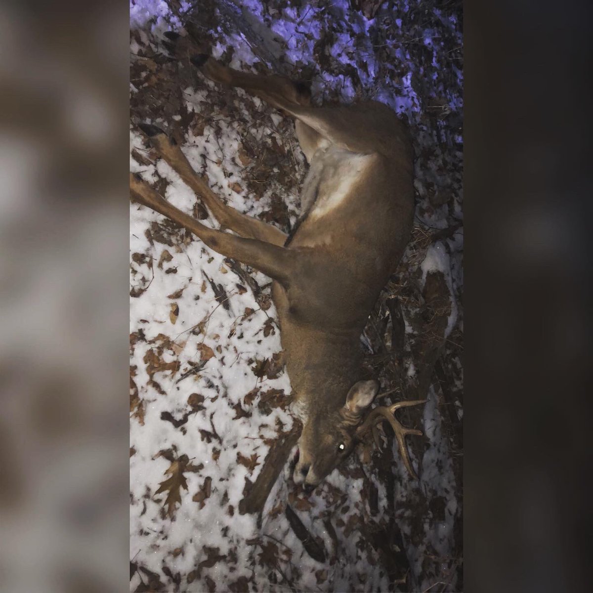 Dumb_hippy_333's tweet photo. Opening day was good to me #8pointer https://t.co/jU6y8ksVhj