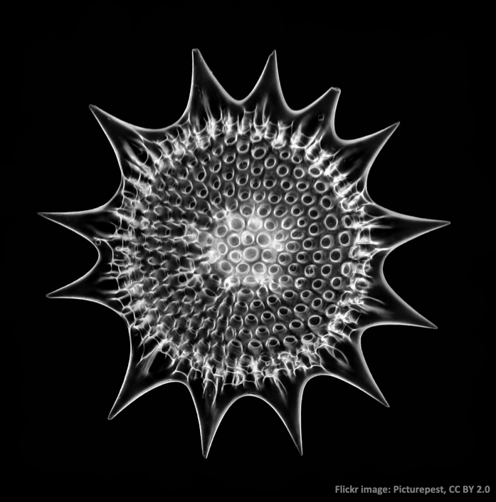adrift_project's tweet photo. This #microbemonday, feast your eyes on radiolarian Heliodiscus umbonatus. First described by Ernst Haeckel, it is one of 4700 species identified during the HMS Challenger expedition of the 1870s. Today, you can contribute to oceanographic research online! https://t.co/kgcWEijcc6 https://t.co/sWkajiLHVp