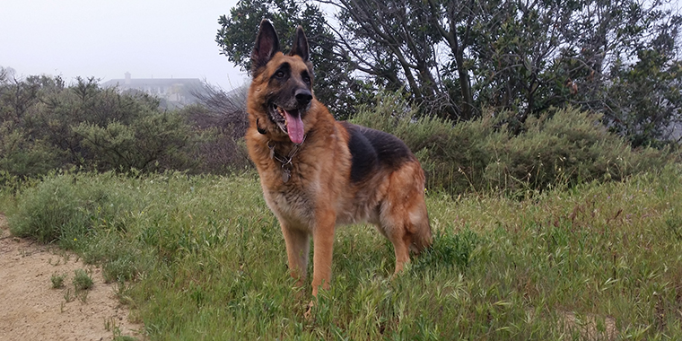 Is A German Shepherd Right For You? - https://t.co/HkK9buAokS