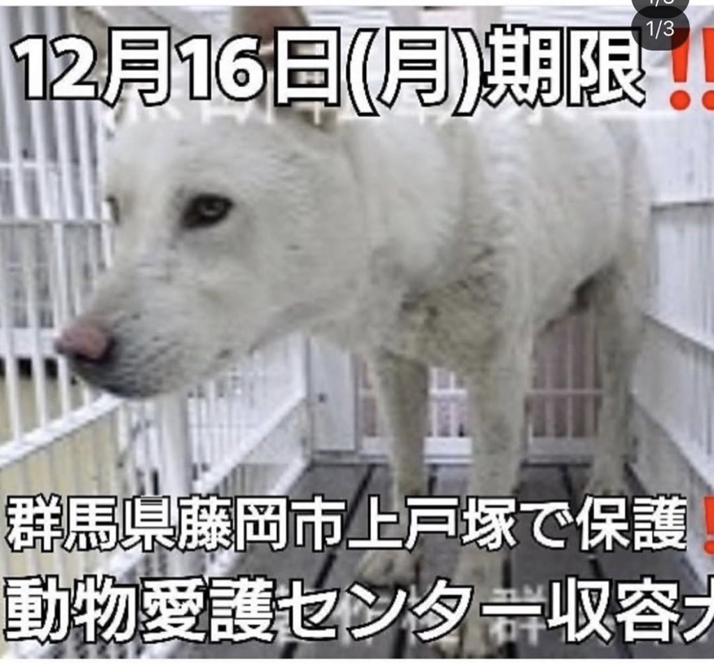 群馬県白い犬 群馬県白い犬