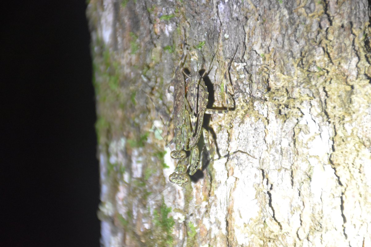 amy_e_deacon's tweet image. Mating lichen #mantids in #Trinidad. Unfortunately I didn't stick around to find out what the post-nuptial customs are for this species...