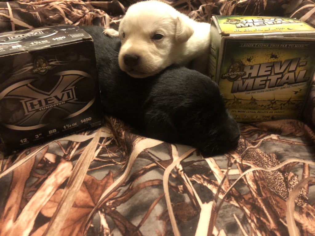 LabsBritish's tweet photo. Puppies Available!  Same bloodline as “Joey” on GunDog TV. Call or message for your next hunting companion.#gundog #britishLabs #GunDogTV https://t.co/bnvAk5DKDk