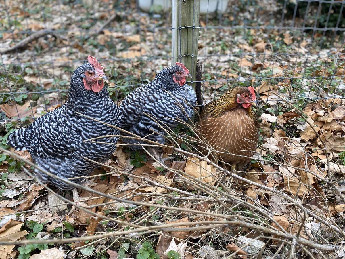 Seth Keever tweet media