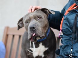 gaviota330's tweet photo. RUPEE NEEDS HERO
ID 80716
#NYC ACC 2 KILL 12/17
RESERVE ME:
https://t.co/wr9gBwswWK
6 Y OLD
GREAT MANNERS
FRIENDLY
VERY SWEET
FOSTER/ADOPT
FOSTERING FREE/TEMP
GUIDANCE:
https://t.co/YY912YmQp6
MustlovedogsNYC@gmail.com https://t.co/ahQYRDEz53