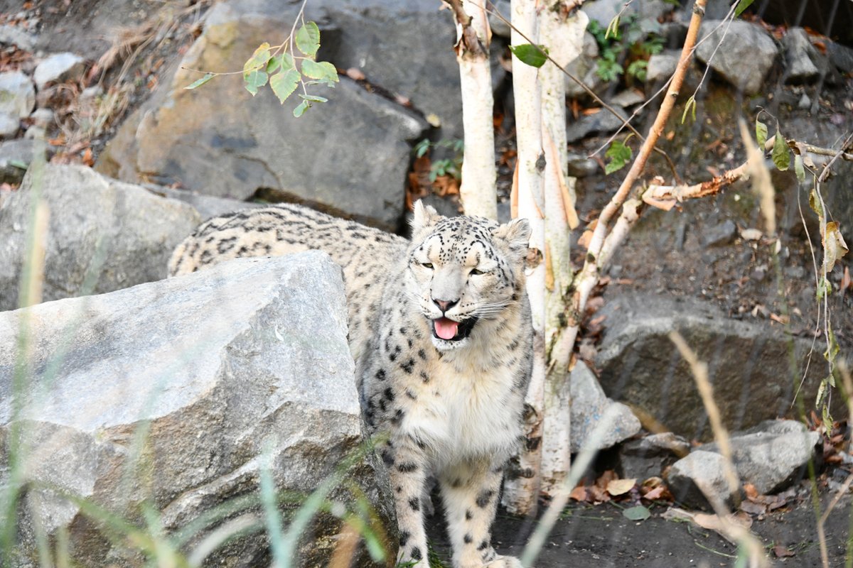 ライプツィヒ動物園 ライプツィヒ動物園