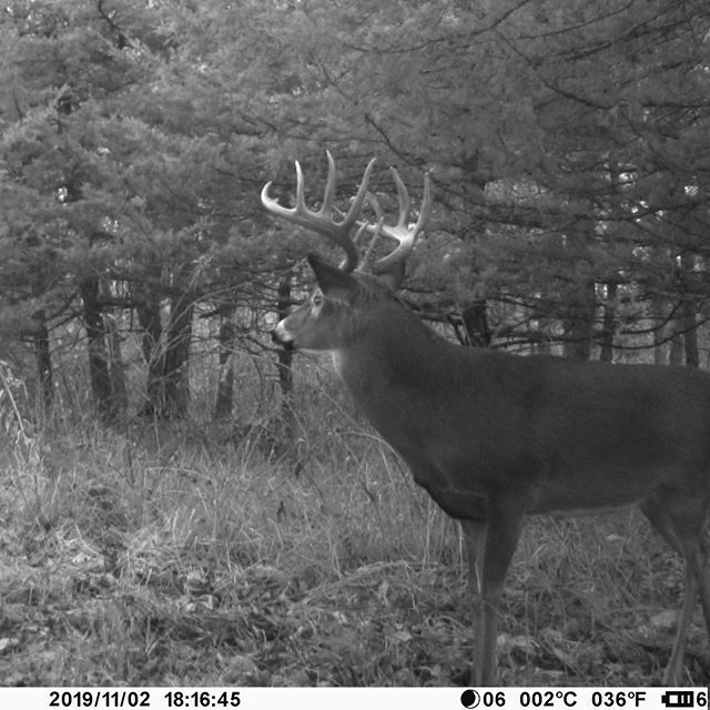 Transition photo 👌🏻
.
.
.
#bigbuck #deerhunting #whitetailbuck #hunting #whitetail #deerseason #buck #trailcamtrophy #trailcamology #hunt #trailcamtrophies #antlers #trailcamera ift.tt/2RV977S
