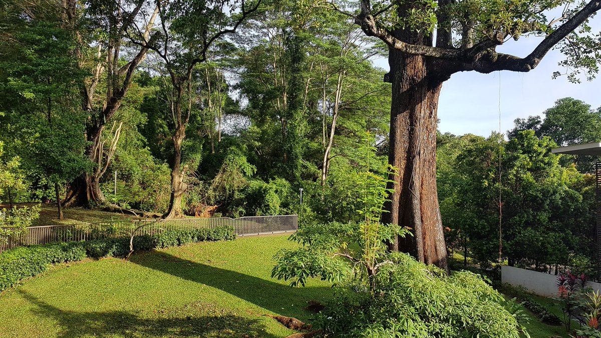 Changi Cove Singapore C4 Rice annual meeting. Not use to seeing rain and lush vegetation! First meeting for phase 4.
@C4RiceProject 
<a href="/leaf2field/">ARC CoETP</a>