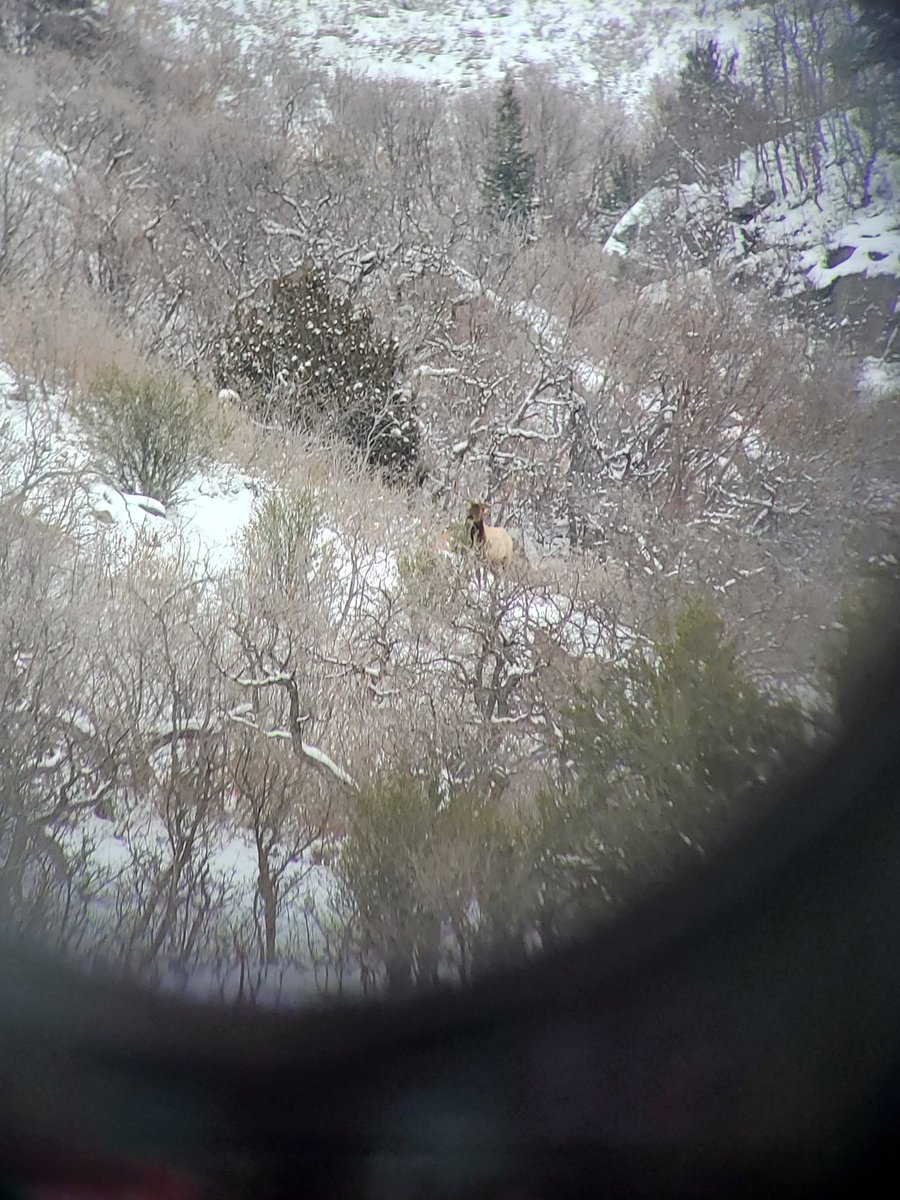 superdave's tweet image. Last day of extended archery today. I seen the big one but didn't get a shot. See you next year.