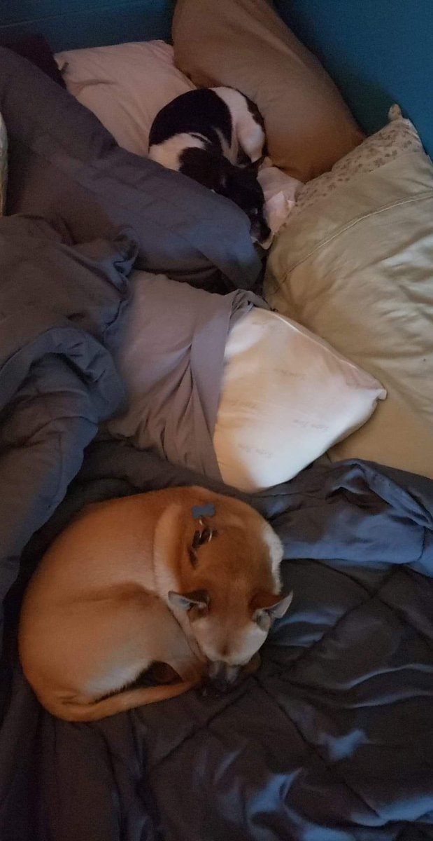 These pups though...