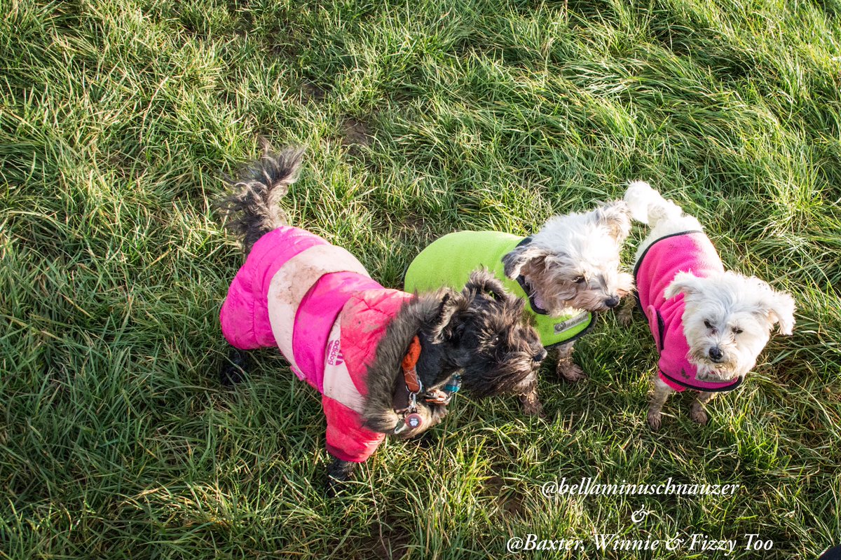 LorrainePorter's tweet photo. @fetchlovespets @EdgardCooper Our Christmas wish would be to share this prize with Bella’s besties 2ex puppy farm breeding dogs who are now starting to enjoy a loving life with a fabulous lady and deserve all the treats of their first Christmas in a warm &amp; caring home. https://t.co/LEAIAKleHq