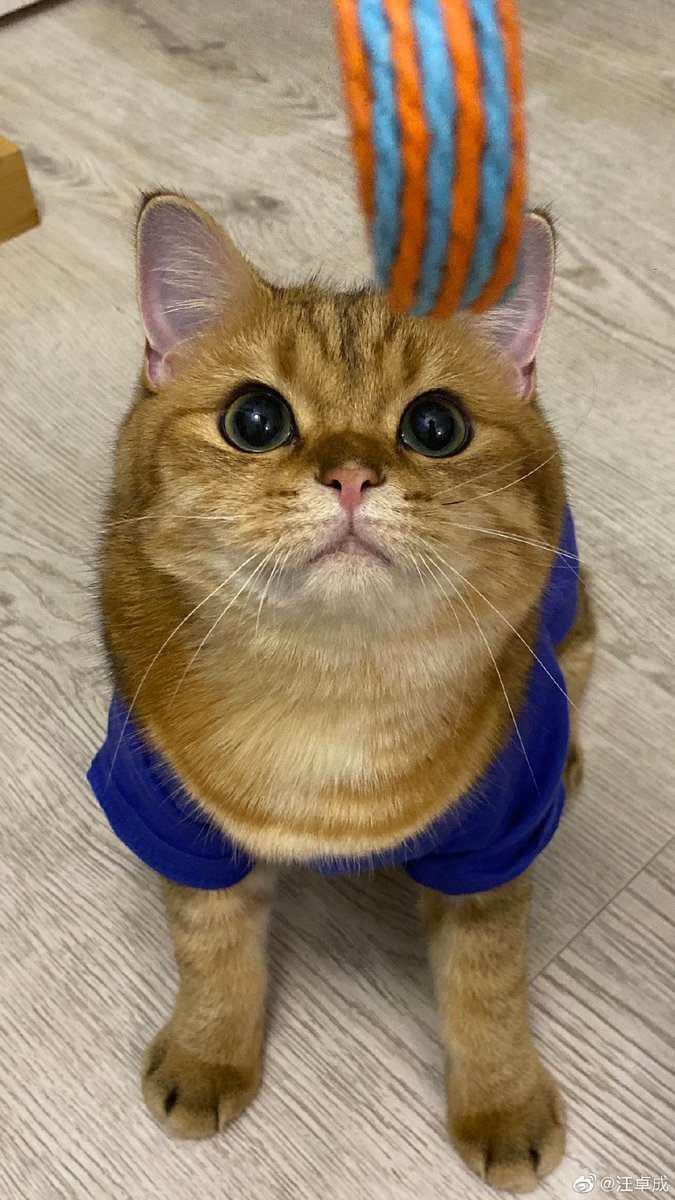OO_0919_OO's tweet photo. 판박이네 판박이야 ऀืົཽ≀ ͔ ͕̮ ऀืົཽ✧ https://t.co/XqTNUYCSe7