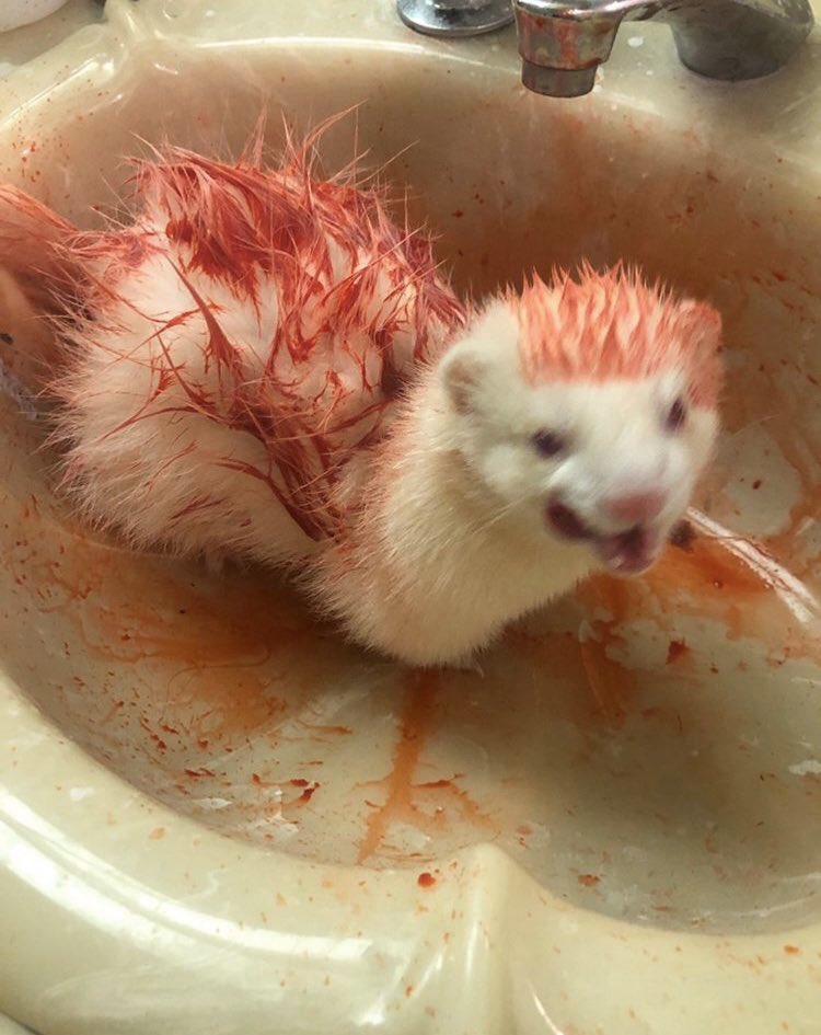 sulkybb's tweet photo. He bathe in the blood of his enemies 💖 https://t.co/ErTjxf1Ppd