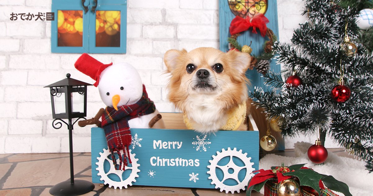 おでか犬 Dec もうすぐクリスマス 愛犬と素敵な クリスマス をお過ごしくださいね 愛犬撮影を中心に愛犬と楽しむイベント開催しています T Co D3tfpemaja おでか犬 愛犬 ドッグイベントクラブ 愛犬撮影 愛犬と楽しむイベント