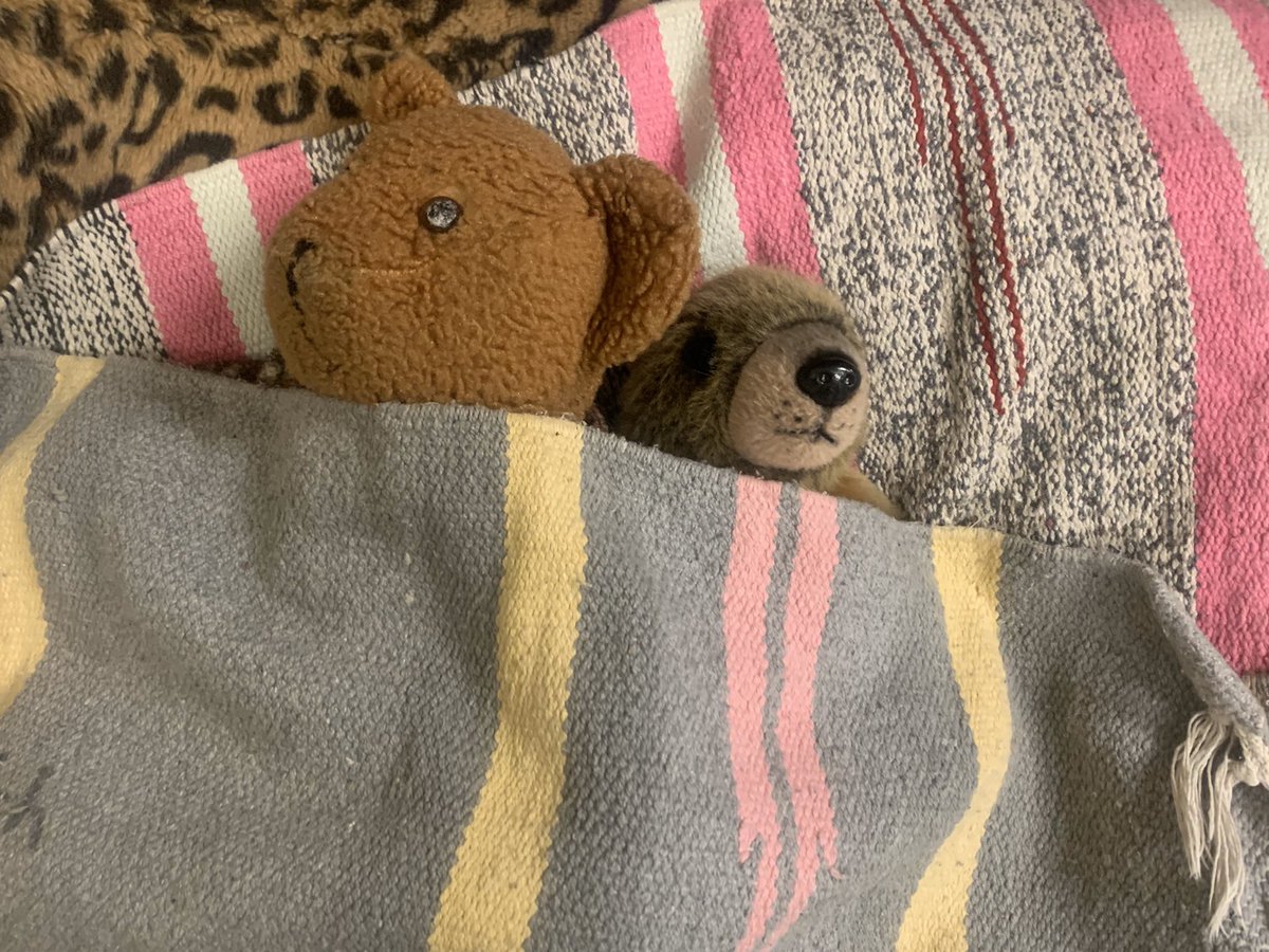 MrsKaitHolbrook's tweet image. My students got  a stuffed Gopher for @gouchercollege ! I love how every time I come back to my room, they have him set up a different way! What a great addition to our class! @KIPPBaltimore @BaltCitySchools #bmoreedchat #kippbaltimore #gouchergophers #baltcityschools