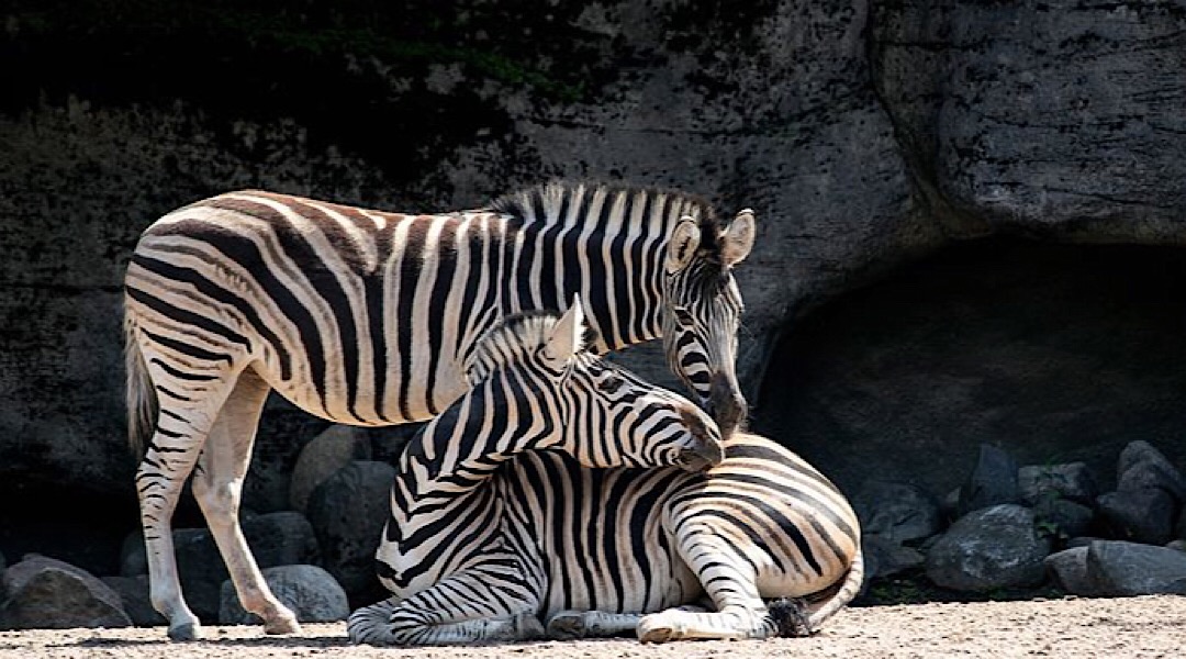 Twilight at Taronga celebrates its 25th anniversary in style this year.

#Sydney #Taronga

songhotels.com.au/2019/12/16/roa…