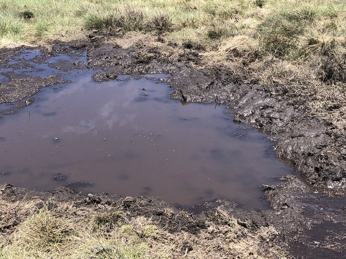 This is invaluable evidence of the disaster caused by horses and deer near alpine steams. Please share with anyone who advocates for brumbies for cultural reasons1. A ruined pool beside a stream2. A pristine healthy one  #AAWT