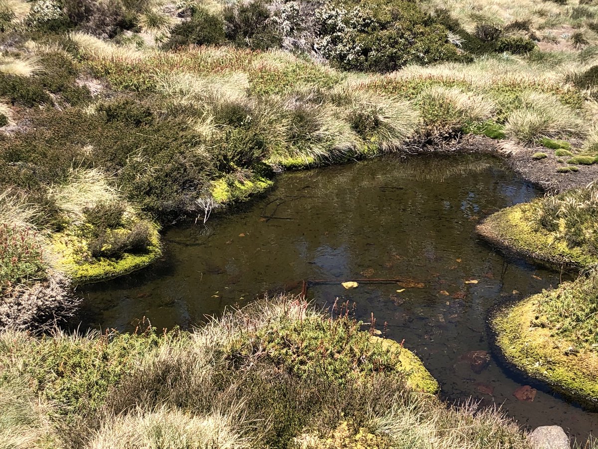 This is invaluable evidence of the disaster caused by horses and deer near alpine steams. Please share with anyone who advocates for brumbies for cultural reasons1. A ruined pool beside a stream2. A pristine healthy one  #AAWT