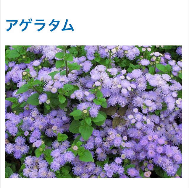 bae0510____'s tweet photo. ペジの誕生花(5/10)のアヤメとアゲラタム、2つとも "faith(信頼)" って意味込められてるねんけど😭 最強やんけ🤦🏻‍♀️
"花言葉の「信頼」はアゲラタムの長い花期にちなむ" って...運命🥺💝🌱
#faithinX #fix #cix #배진영 #baejinyoung #ペジニョン https://t.co/AThNGgHwJk