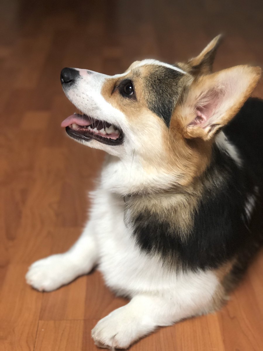 WrenHayes1's tweet photo. The Commons Corgi training to support our students. https://t.co/wNxJND9wTk