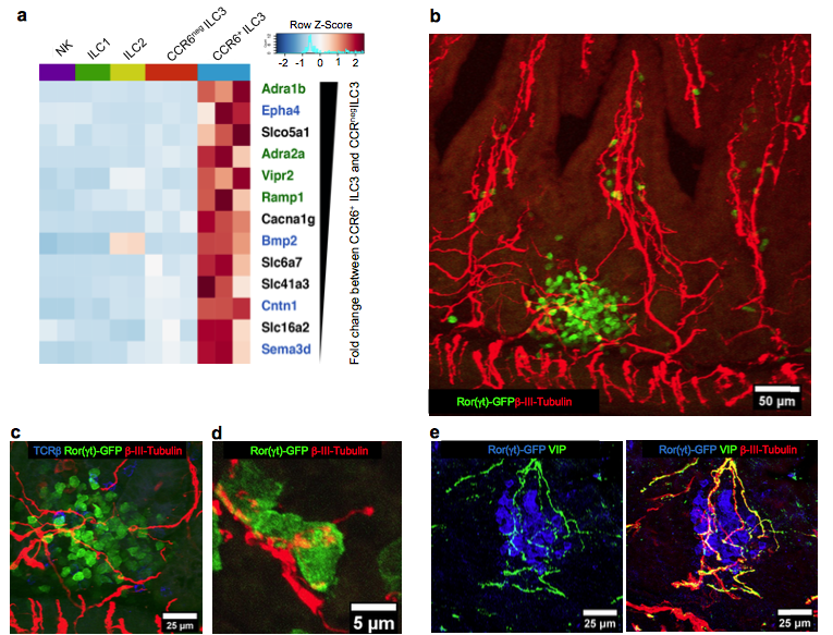 How a #Gut_Neuronal_Signal triggered by food intake is integrated with #Intestinal_AntiMicrobial and #MetabolicResponses controlled by #ILC3 | Dan Littman @SkirballNYUSoM <a href="/biorxivpreprint/">bioRxiv</a> buff.ly/2LWCFOH