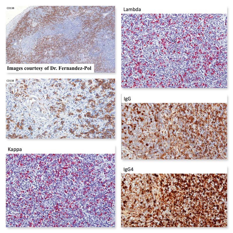 South Bay Pathology tweet media