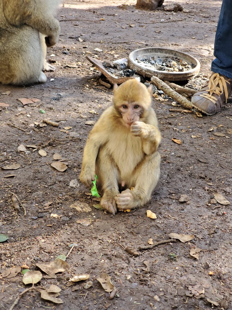 tiffthetechie's tweet photo. Then we played with some wild monkeys. #PassportRequired  #Note10Plus5G https://t.co/1Ua4q5W9TG